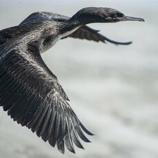 Dakaro ralio šeštasis etapas | Pitlane/Ryčio Šeškaičio nuotr. 56