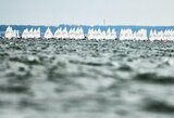 Lietuvos buriuotojai užbaigė ILCA 4 klasės Europos jaunimo čempionatą, Scheidt neišsilaikė trejetuke