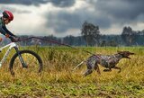 Pasaulio šunų kinkinių taurės etape – lietuvių auksas ir sidabras