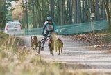 Šunų kinkinių sporto varžybose Čekijoje – Indrės Daujotienės sidabras