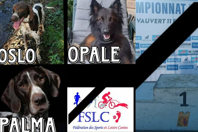 Prancūzijos šunų kinkinių sporto federacijos nuotr. | „Facebook“ nuotr.