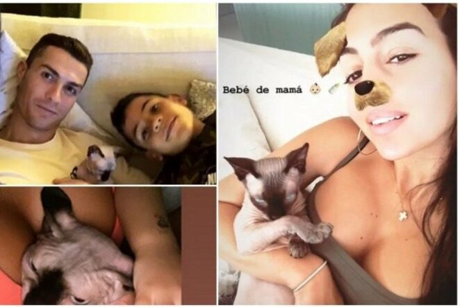 Cristiano Ronaldo katė | Instagram.com nuotr